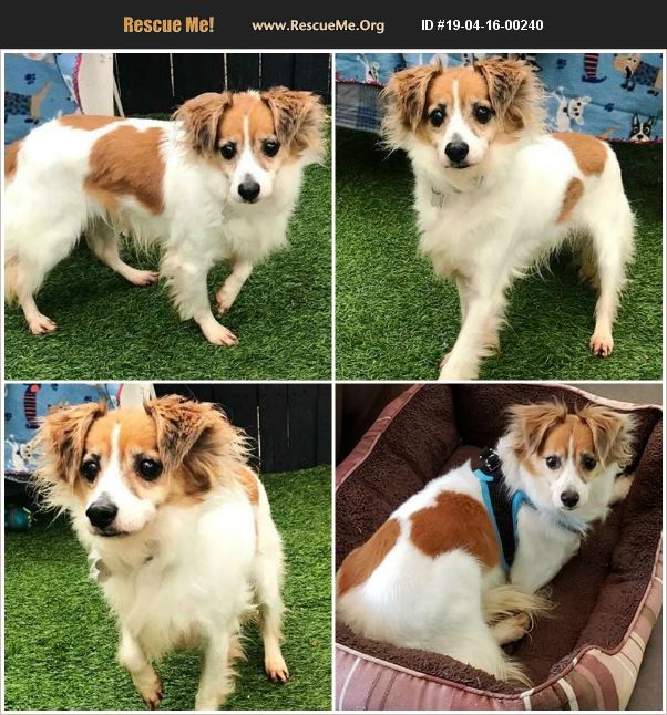 ADOPT 19041600240 Papillon Rescue Phoenix, AZ
