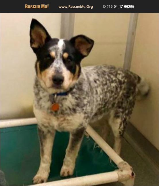 adopt-19041700295-australian-cattle-dog-rescue-colorado-springs-co