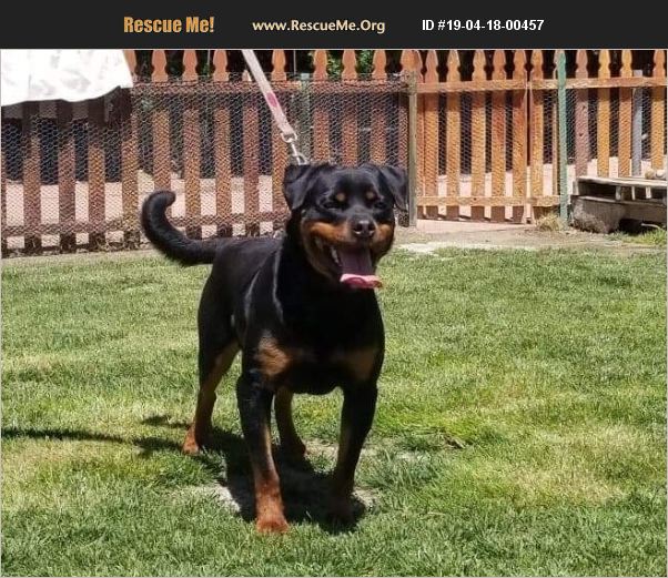 rescue tales rottweiler