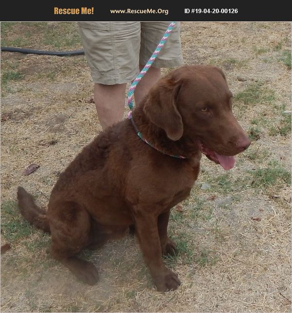 ADOPT 19042000126 ~ Chesapeake Bay Retriever Rescue ~ Valley Center, CA