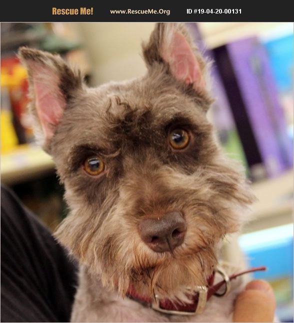 ADOPT 19042000131 Schnauzer Rescue Crompond, NY