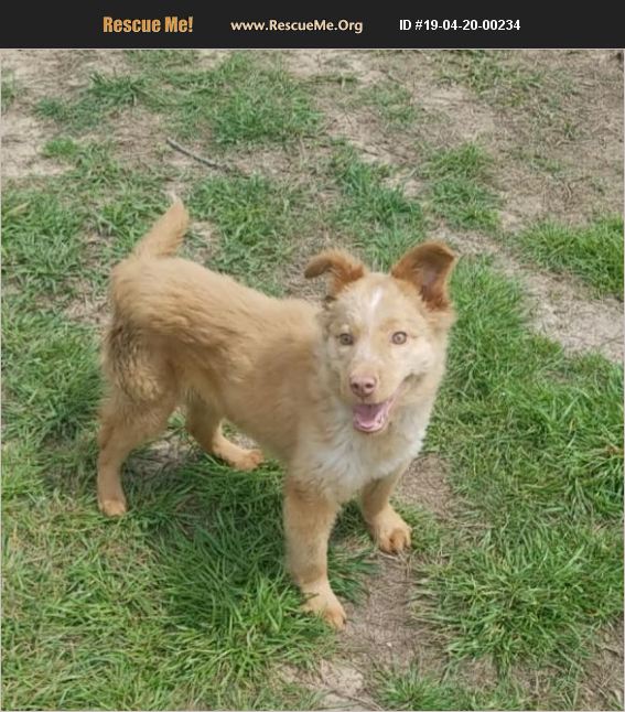 ADOPT 19042000234 Australian Cattle Dog Rescue Washington