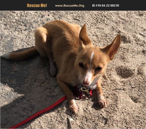 ADOPT 19042200210 Chihuahua Rescue Lake Havasu City, AZ