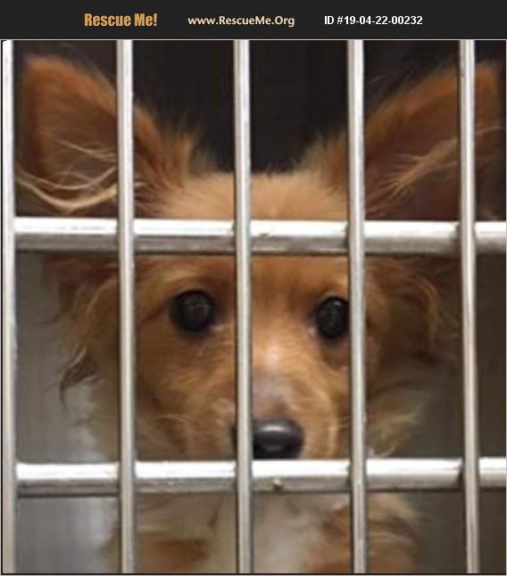 ADOPT 19042200232 Papillon Rescue Boulder, CO