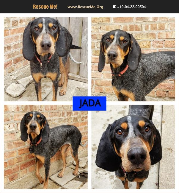 ADOPT 19042200504 Bluetick Coonhound Rescue Chicago, IL