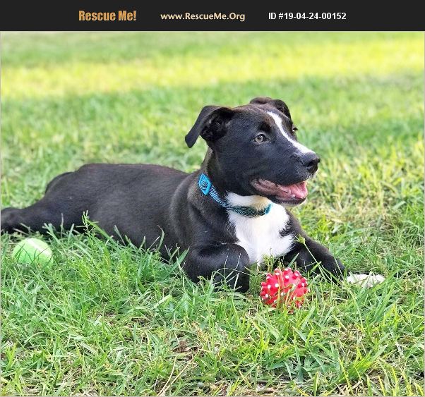 ADOPT 19042400152 Basset Hound Rescue Griffin, GA