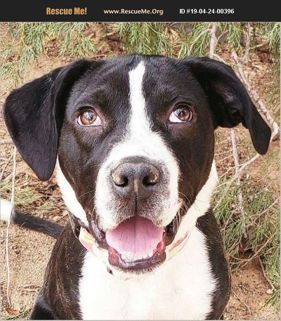 ADOPT 19042400396 Border Collie Rescue Albuquerque, NM