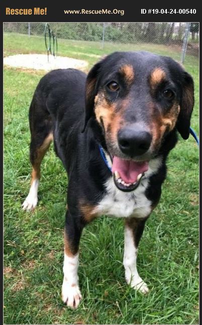 ADOPT 19042400540 ~ Bernese Mountain Dog Rescue ~ Baltimore, MD