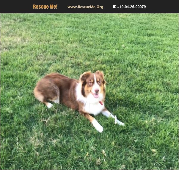 ADOPT 19042500079 Australian Shepherd Rescue Long beach, CA