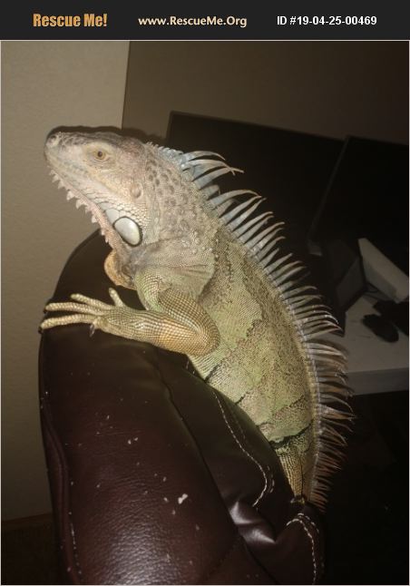 ADOPT 19042500469 ~ Reptile/Amphibian Rescue ~ Spanaway, WA