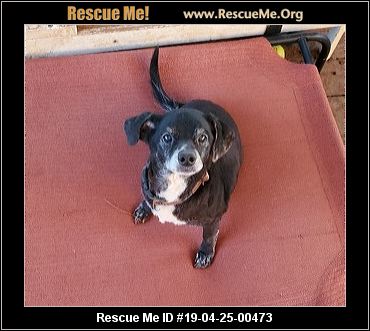  Alabama Dachshund Rescue  ADOPTIONS  Rescue Me!