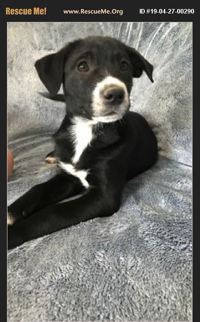 Adopt Border Collie Rescue Rochester Nh