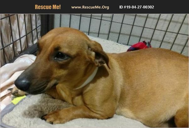ADOPT 19042700302 Dachshund Rescue Thompson Falls, MT