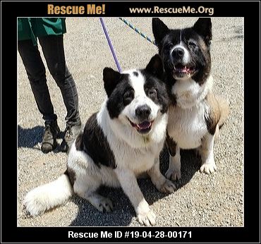 - California Akita Rescue - ADOPTIONS - Rescue Me!