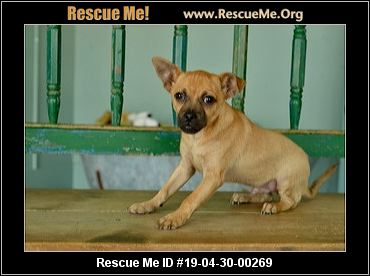 - Texas Chihuahua Rescue - ADOPTIONS - Rescue Me!