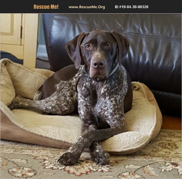 ADOPT 19043000320 German Shorthaired Pointer Rescue Rensselaer, NY