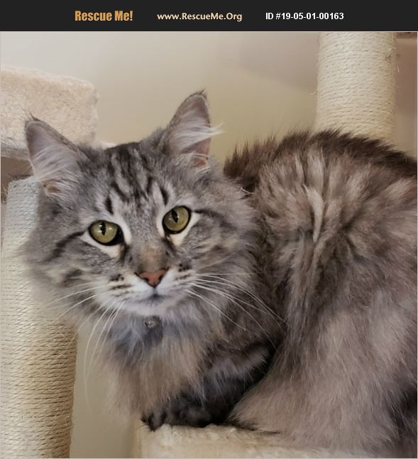 ADOPT 19050100163 Norwegian Forest Cat Rescue Swansea, IL