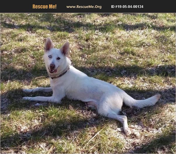 ADOPT 19050400134 ~ Siberian Husky Rescue ~ St Paul, MN