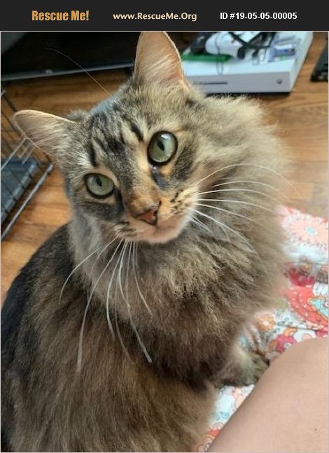 ADOPT 19050500005 ~ Domestic Cat Rescue ~ Atlanta, GA