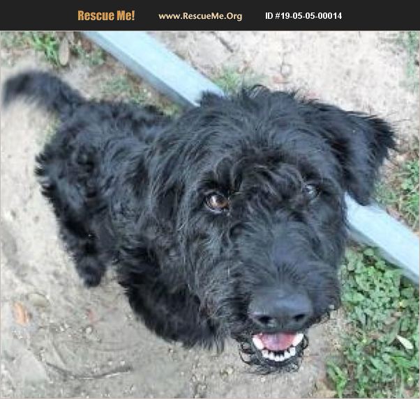 ADOPT 19050500014 Tibetan Terrier Rescue Inverness, FL