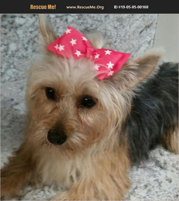 ADOPT 19050500168 Yorkie Rescue Lincoln, NE