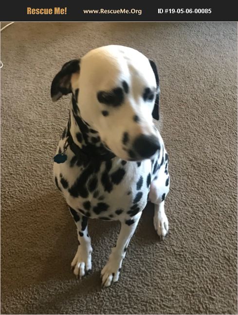 Adopt 19050600085 ~ Dalmatian Rescue ~ Cincinnati Oh