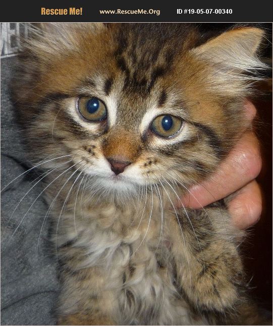 ADOPT 19050700340 Maine Coon Rescue Dallas, TX