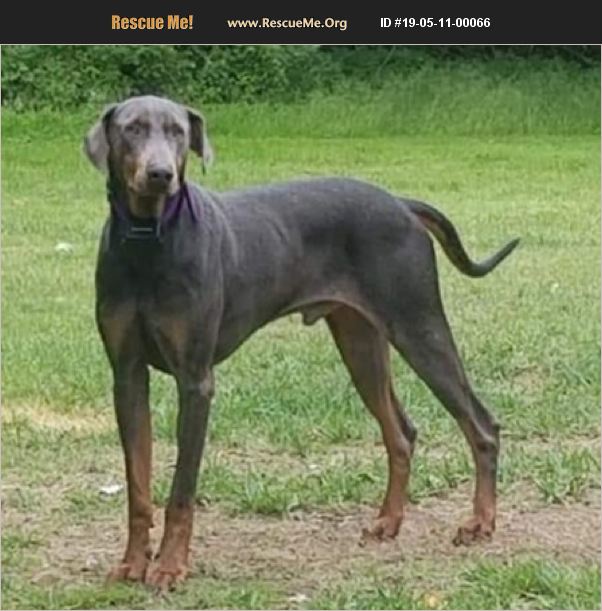 ADOPT 19051100066 Doberman Pinscher Rescue Crompond, NY