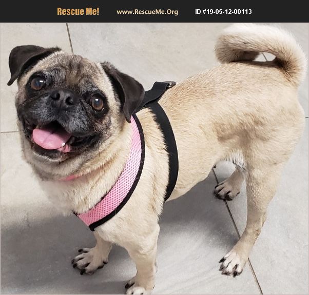 ADOPT 19051200113 Pug Rescue Phoenix, AZ