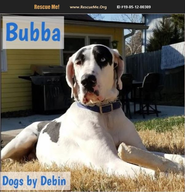 ADOPT 19051200389 Great Dane Rescue Kansas City, MO