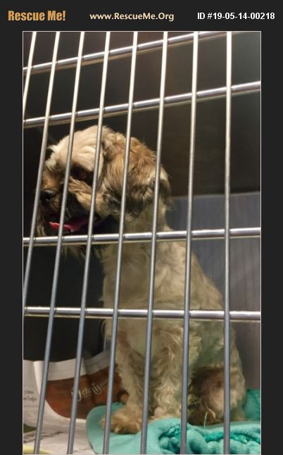 Adopt Shih Tzu Rescue Atlanta Ga