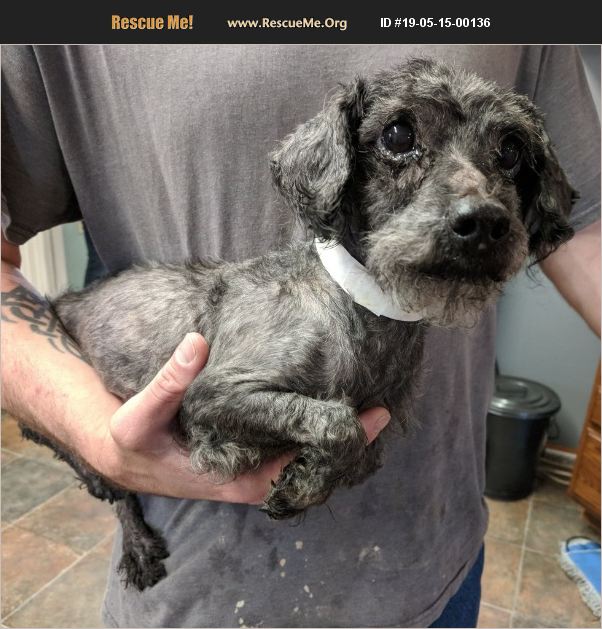 ADOPT 19051500136 ~ Poodle Rescue ~ Lisbon, OH