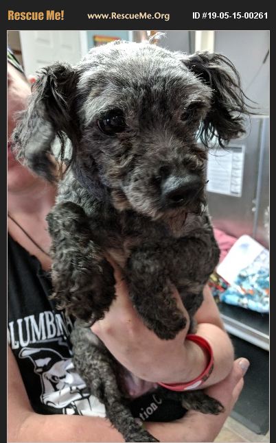 ADOPT 19051500261 ~ Poodle Rescue ~ Lisbon, OH