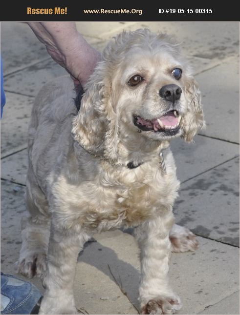 Adopt 19051500315 ~ Cocker Spaniel Rescue ~ Siler City, Nc