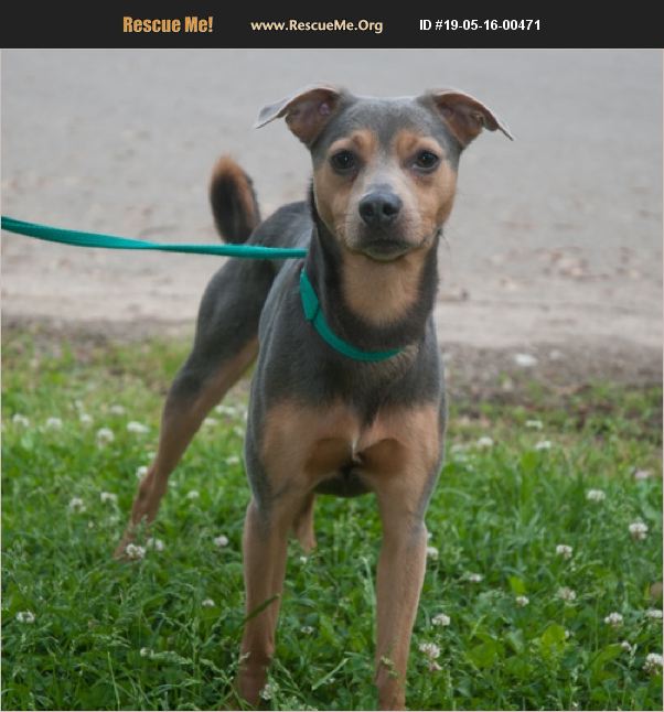 ADOPT 19051600471 Miniature Pinscher Rescue New Martinsville, WV