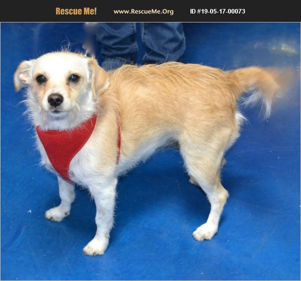 ADOPT 19051700073 Norfolk Terrier Rescue Simi Valley, CA