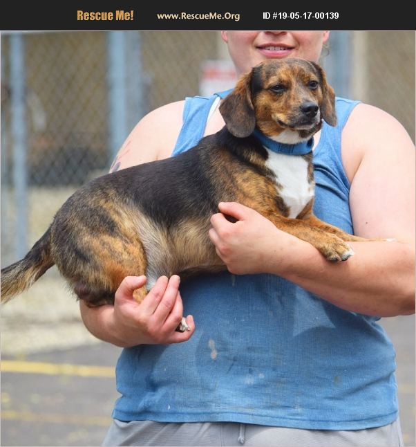ADOPT 19051700139 Dachshund Rescue Huntley, IL