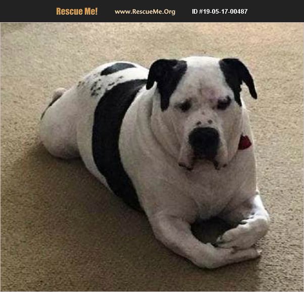 ADOPT 19051700487 American Bulldog Rescue Elyria, OH