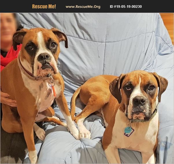 ADOPT 19051900230 Boxer Rescue Australia
