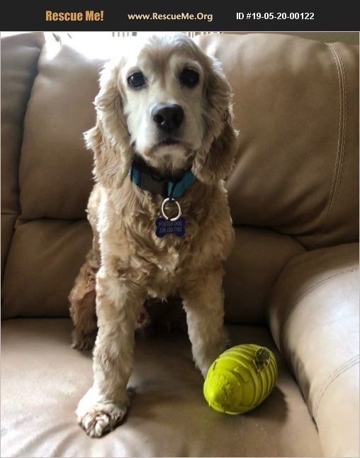 ADOPT 19052000122 Cocker Spaniel Rescue Cape Coral, FL