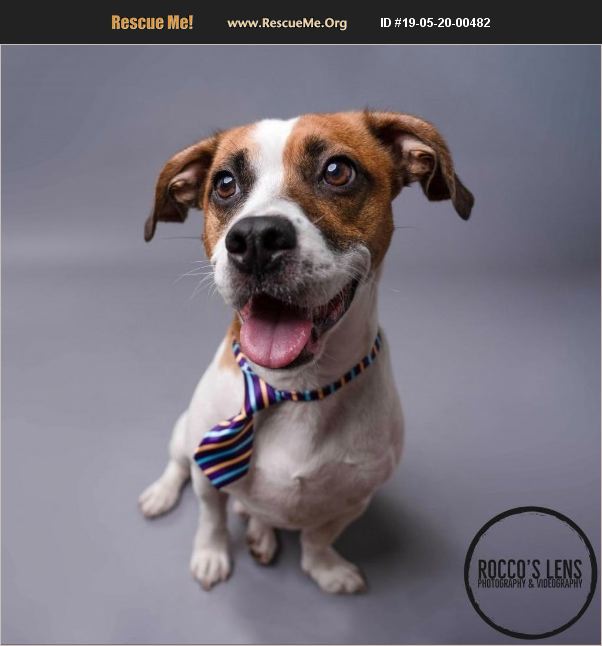 ADOPT 19052000482 Jack Russell Rescue Long Beach, CA