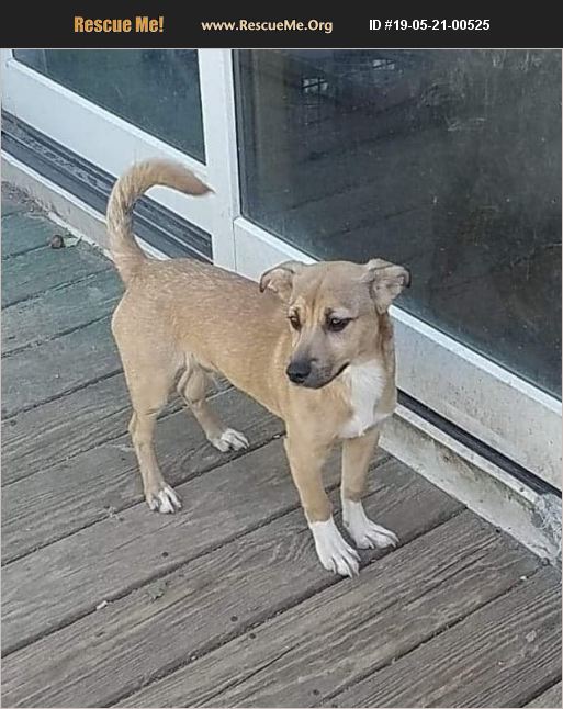 ADOPT 19052100525 Dachshund Rescue Toms River, NJ