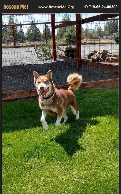 ADOPT 19052400308 ~ Siberian Husky Rescue ~ Bend, OR