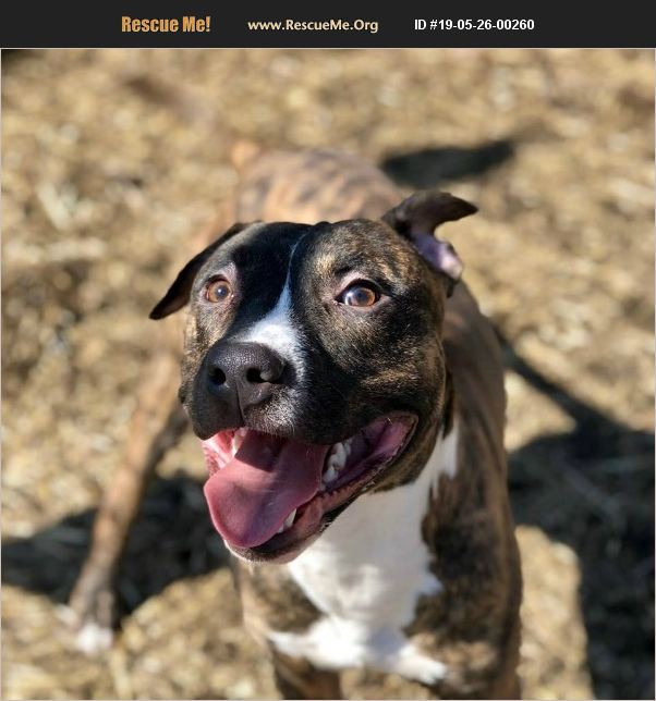 ADOPT 19052600260 Pit Bull Rescue Chicago, IL