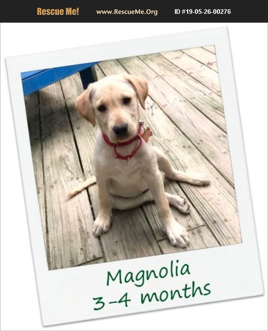 ADOPT 19052600276 Lab Rescue Hinesburg, VT