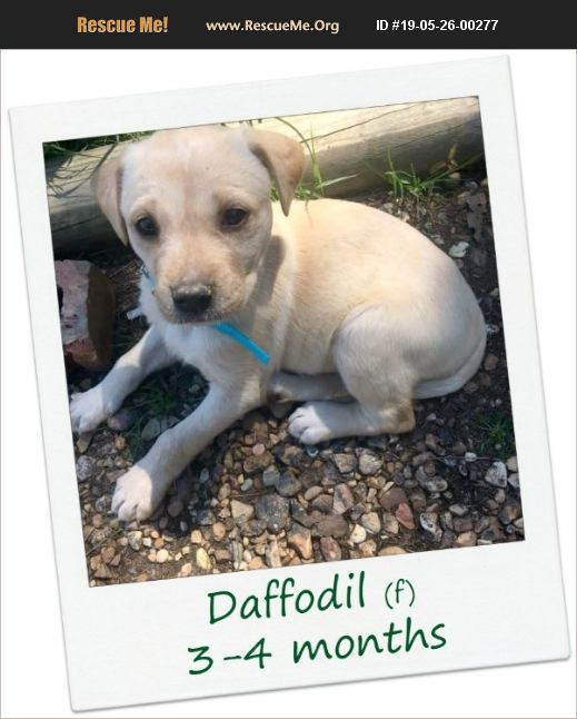 ADOPT 19052600277 Lab Rescue Hinesburg, VT