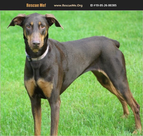 ADOPT 19052600385 Doberman Pinscher Rescue Lafayette, IN