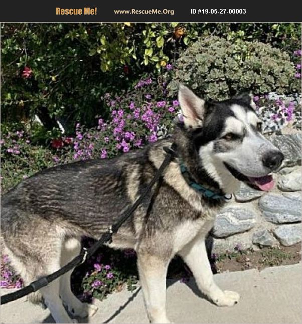 ADOPT 19052700003 Alaskan Malamute Rescue Long Beach, CA