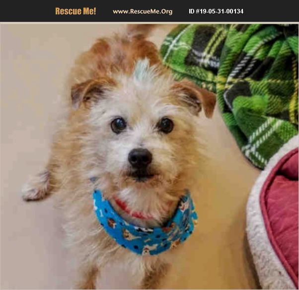 ADOPT 19053100134 Norfolk Terrier Rescue Van Nuys, CA