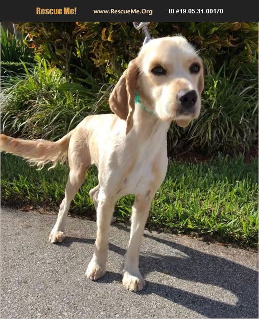 ADOPT 19053100170 Cocker Spaniel Rescue Cape Coral, FL